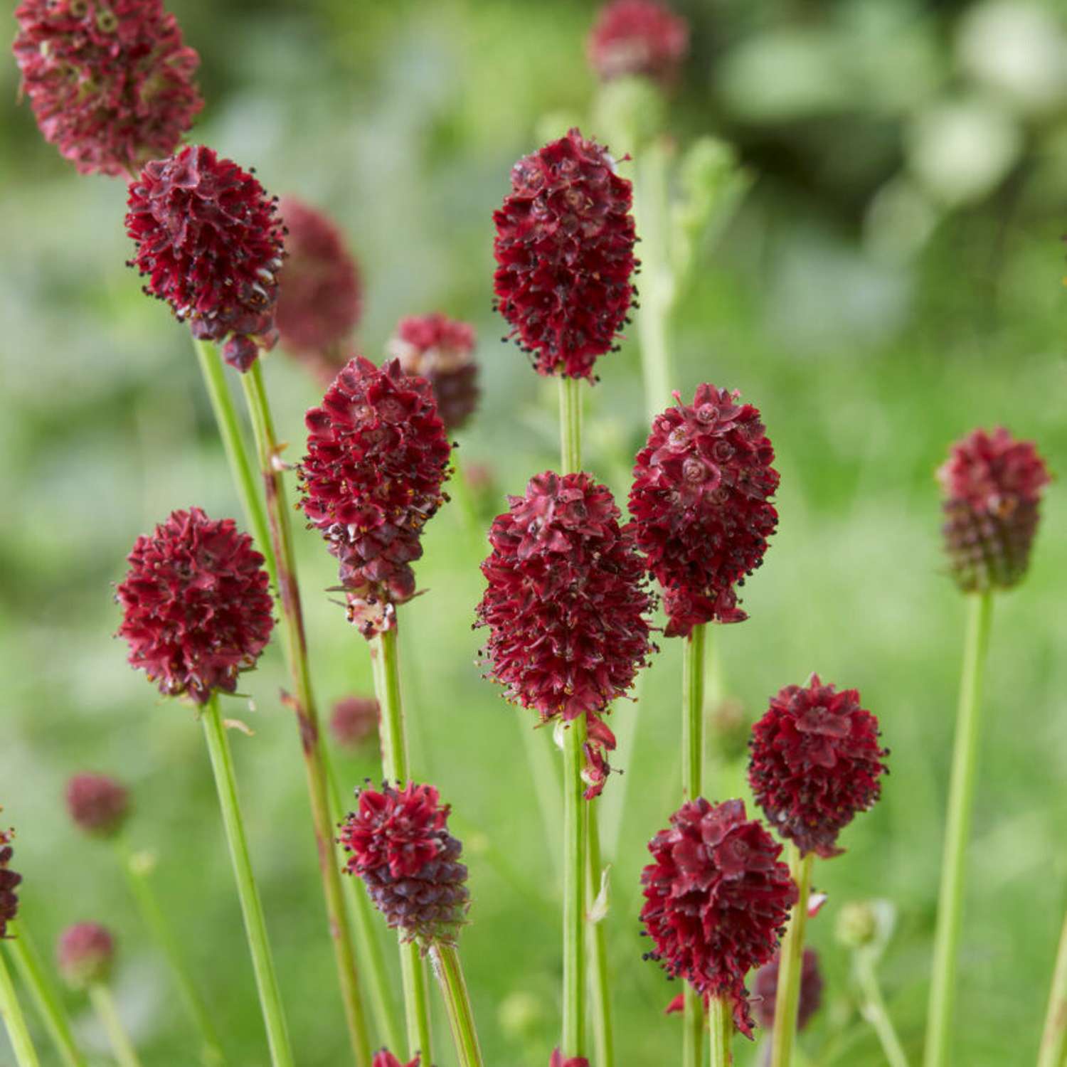 Punaluppio 'Tanna' (Sanguisorba officinalis)